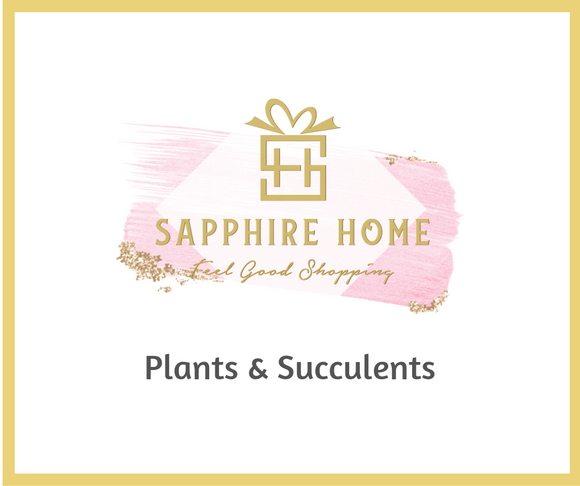 Plants & Succulents